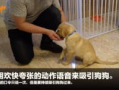 狗崽集体爆料视频播放,揭秘背后惊人真相