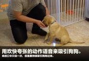 狗崽集体爆料视频播放,揭秘背后惊人真相